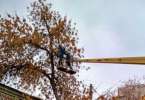 работа по обрезанию деревьев с ВС-22 на шасси ЗИЛ-130
